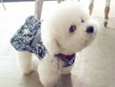 在哪买纯种比熊纯种比熊一般多少钱本地【纯种血统犬舍】
