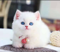 纯种拿破仑矮脚猫特价转让